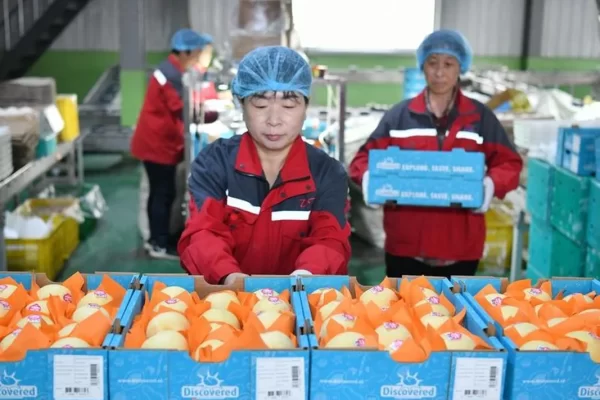 China anunció que comenzó a exportar peras a la Argentina
